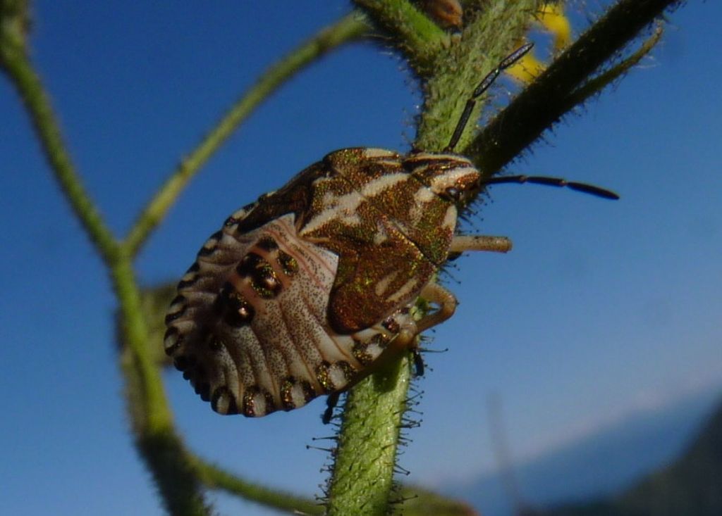 Carpocoris mediterraneus (ninfa) ??